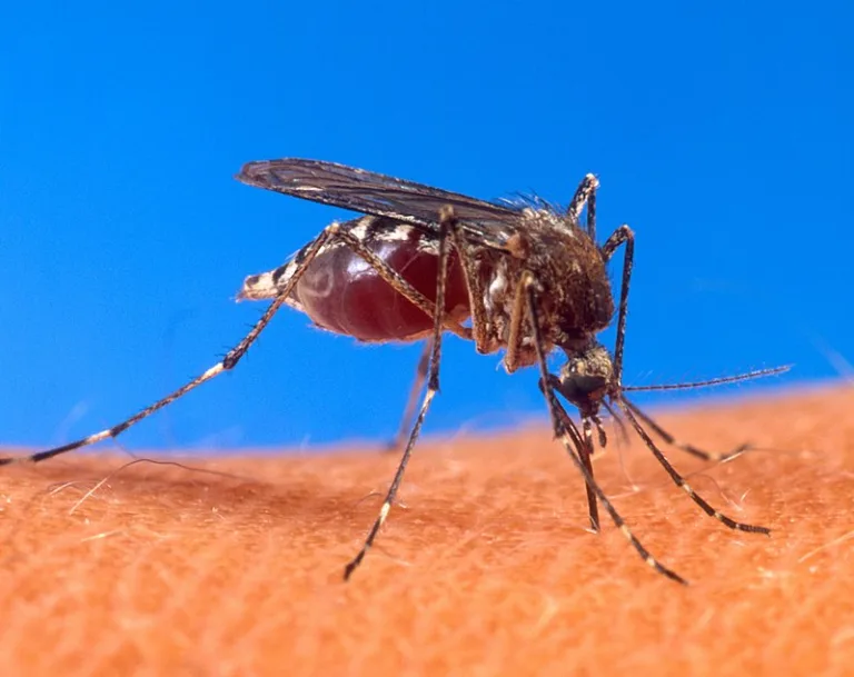 800px-Aedes_aegypti_biting_human.jpg