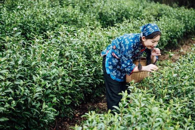 Camellia Sinensis. Origen, taxonomía y todo lo que debes saber sobre la Planta del Té
