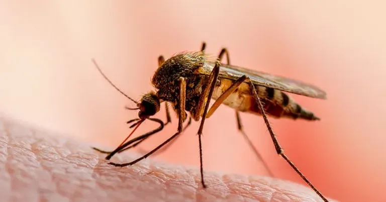 Ministerio de Salud notifica reducción en casos de malaria; se reportaron 7 casos dengue
