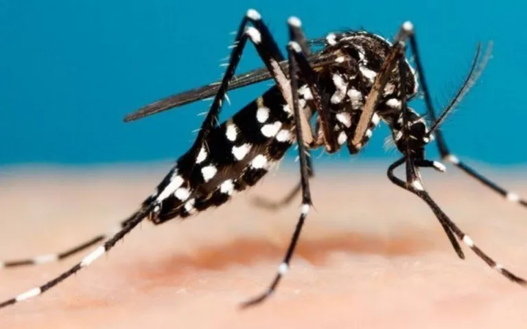 control-del-mosquito-del-dengue.jpg