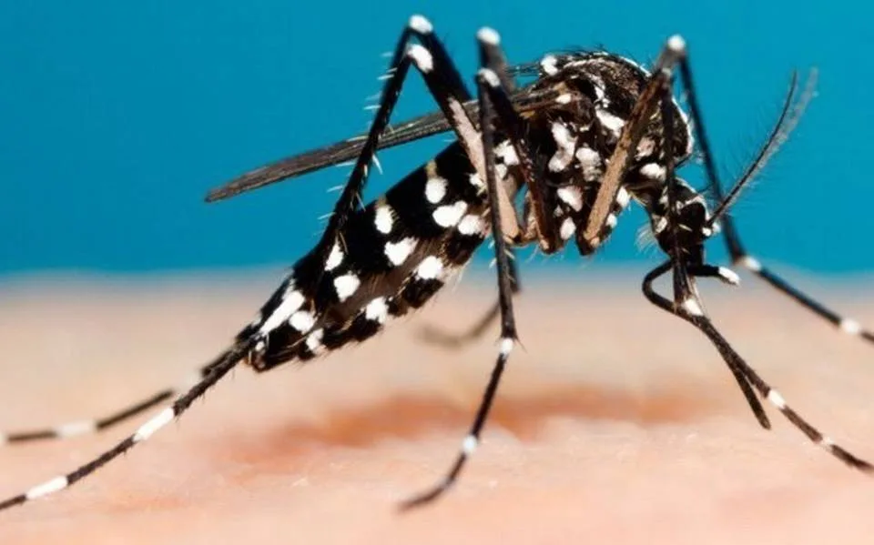 control-del-mosquito-del-dengue.jpg