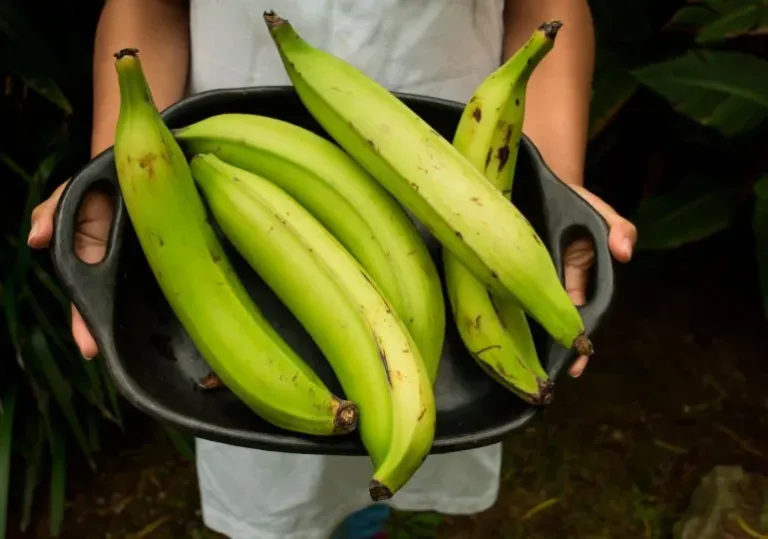 Batido con plátano verde: la mejor opción para adelgazar, según la ciencia