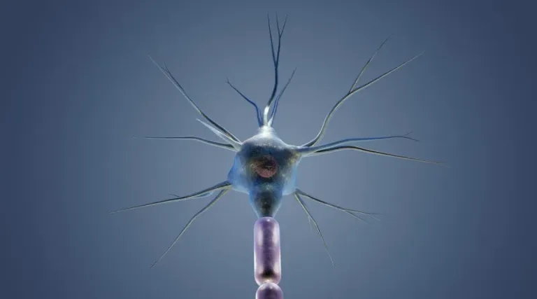 ¿Cómo las neuronas crean mapas sofisticados en el cerebro para orientarnos?