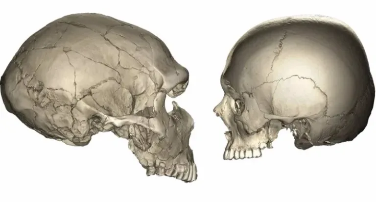 ¿Por qué hay humanos que desarrollan la forma de la cara más pequeña?