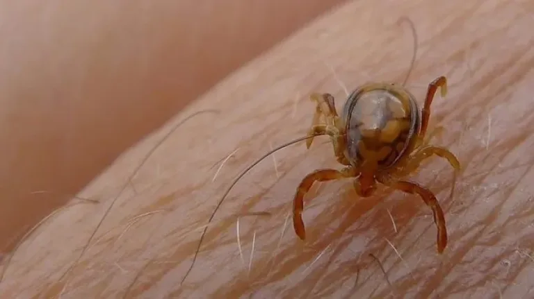 España: Si vives en zonas rurales tienes un 36% de riesgo de sufrir enfermedad de Lyme por garrapatas