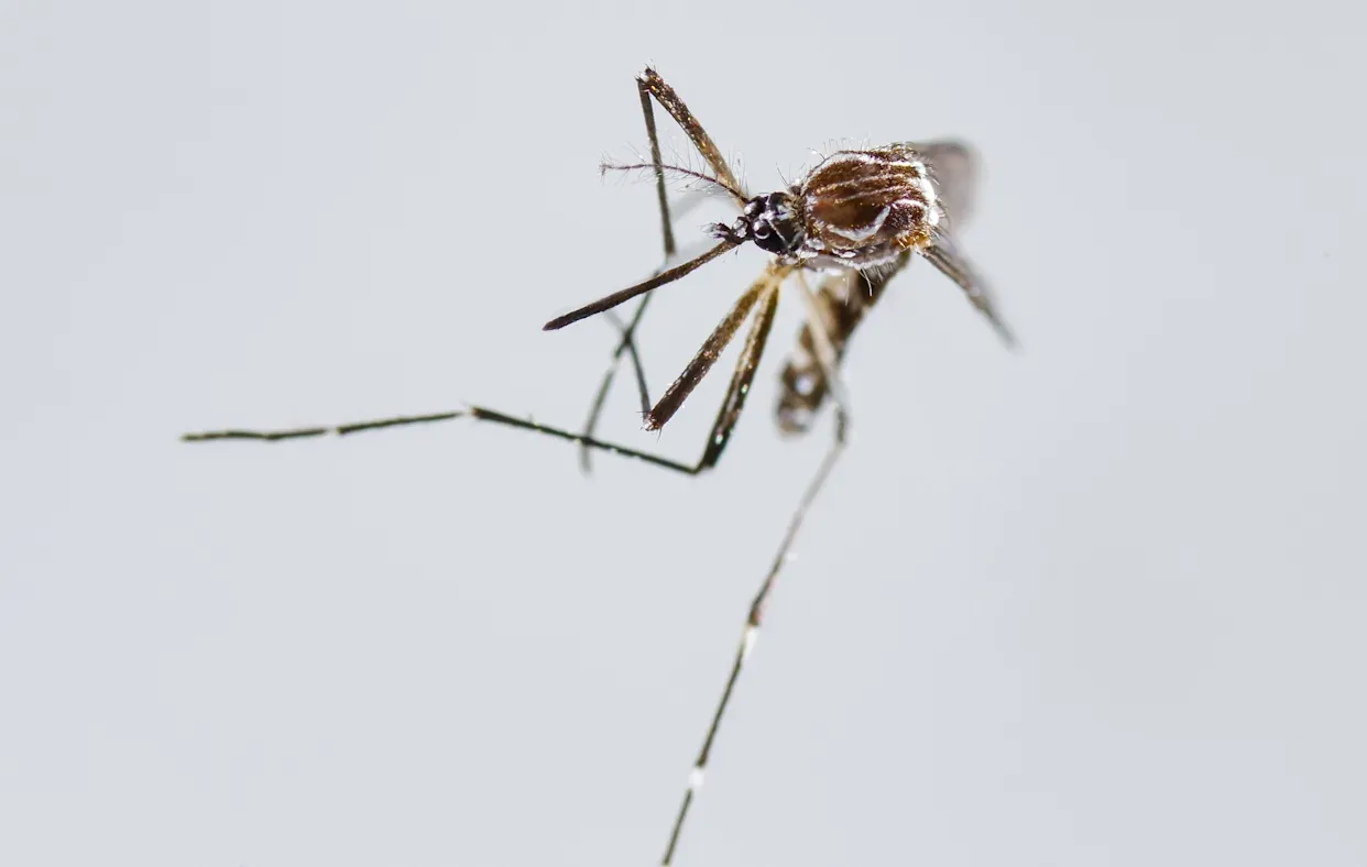 China bajo vigilancia por aumento de casos de chikunguña; superan los 500 casos