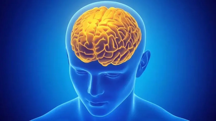 Descubren un mecanismo cerebral que vincula el miedo a la pérdida con la ansiedad