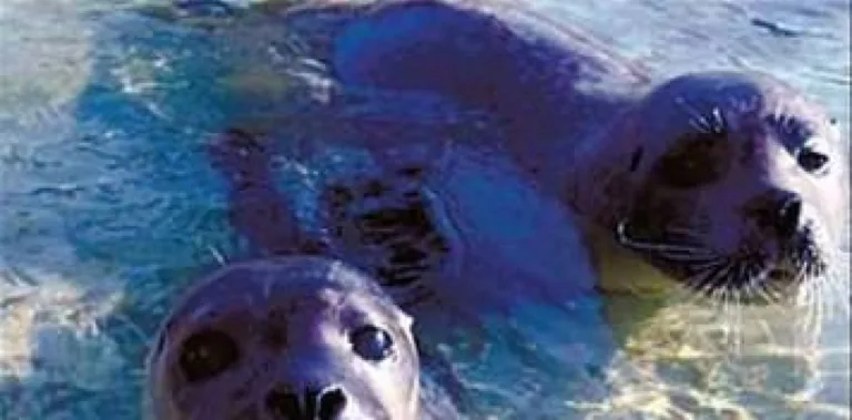 Estudio revela que la leche de foca gris supera en complejidad a la leche materna