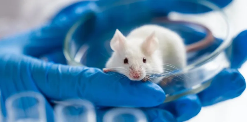 ¿Personas libres de enfermedades? Nueva técnica restauraría la función del sistema inmunitario