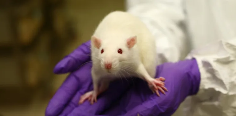 Investigadores españoles eliminan, por primera vez, el cáncer de páncreas en ratones