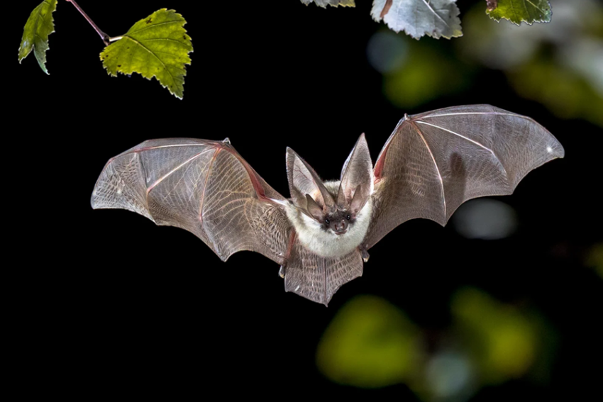 La OMS considera que es bajo el riesgo global de propagación del virus Nipah