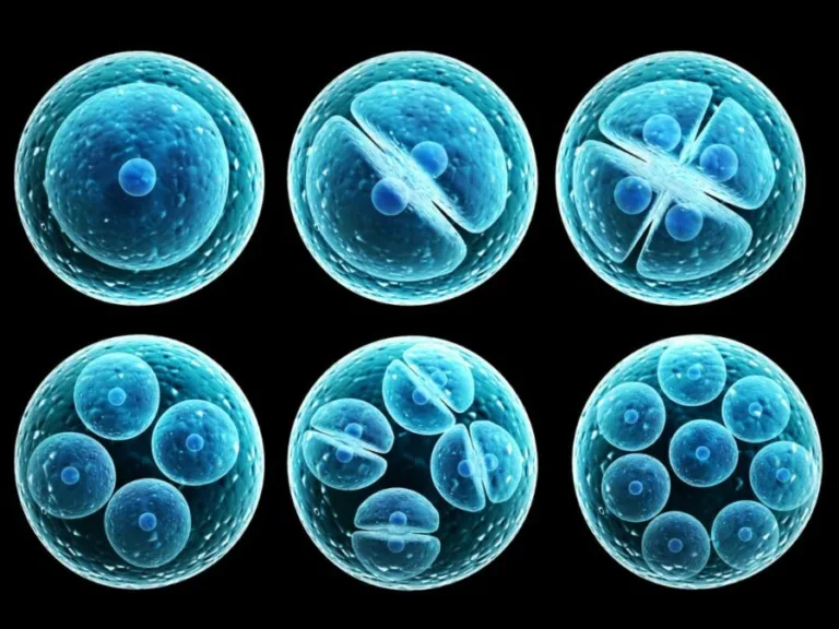 Investigación aclara papel células madre en terapias y medicina regeneración
