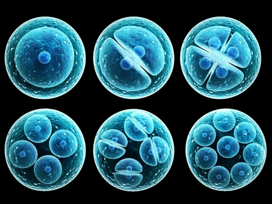 Investigación aclara papel células madre en terapias y medicina regeneración