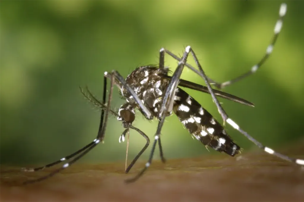 Chikungunya en Bolivia genera alarma; en dos meses hay más casos que en todo 2025