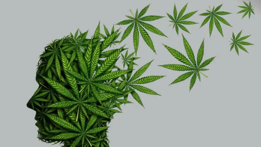El consumo de cannabis y tabaco reduce el volumen cerebral, según nueva evidencia científica