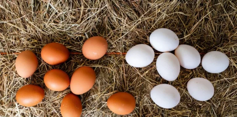 El huevo es un alimento completo, accesible y nutritivo