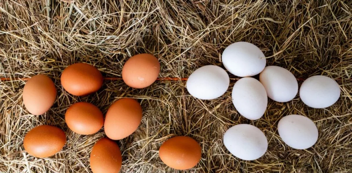 El huevo es un alimento completo, accesible y nutritivo