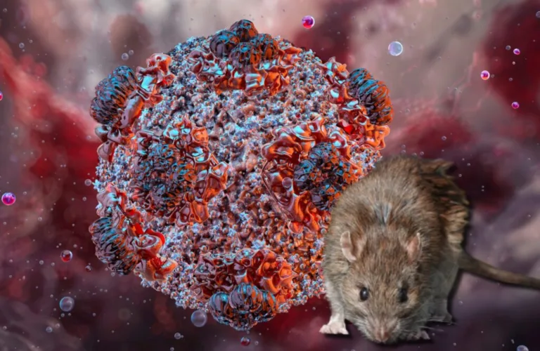La OMS declarará el fin del brote de hantavirus el 2 de julio si no hay más casos