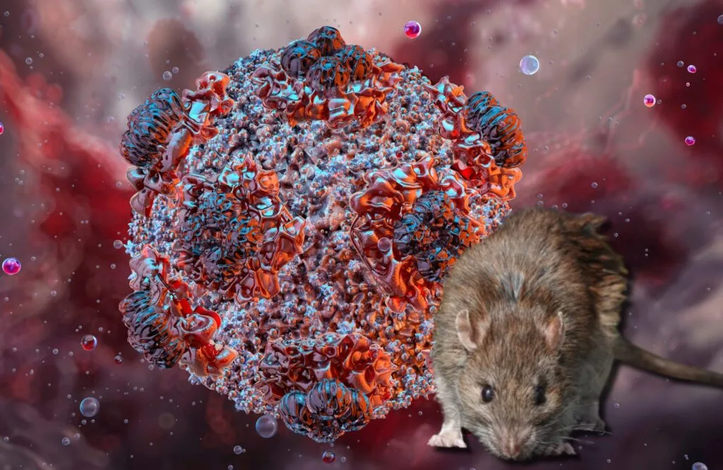 La OMS declarará el fin del brote de hantavirus el 2 de julio si no hay más casos