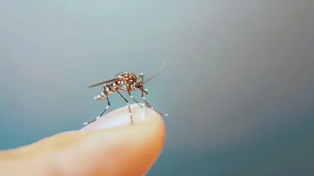 Conoce las secuelas más comunes del dengue 