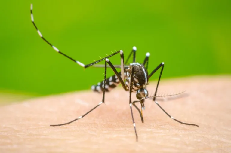 Salud Pública reporta 9 casos de dengue; suman 171 en lo que va del año