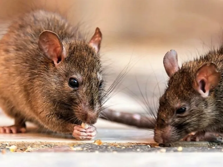 Leptospirosis: 196 casos y 15 fallecidos en RD este año