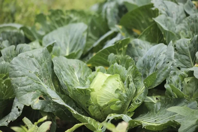 Taylor Farms retira de Estados Unidos toda su lechuga iceberg producida en México por ciclosporiasis
