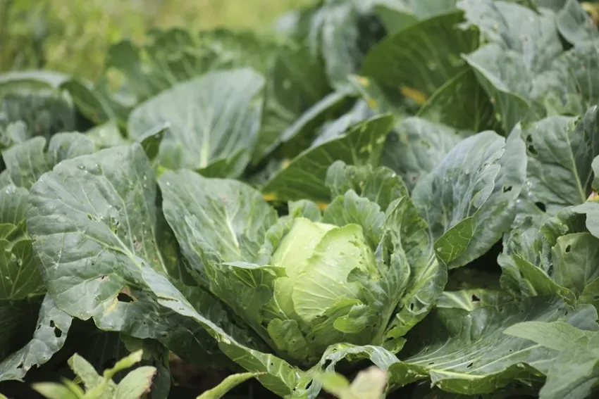 Taylor Farms retira de Estados Unidos toda su lechuga iceberg producida en México por ciclosporiasis