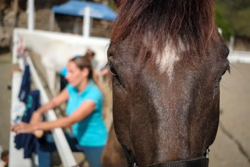 Detectan por primera vez tres casos de fiebre del Nilo en caballos