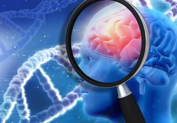 Atlas de la corteza prefrontal y el desarrollo de enfermedades neurodegenerativas
