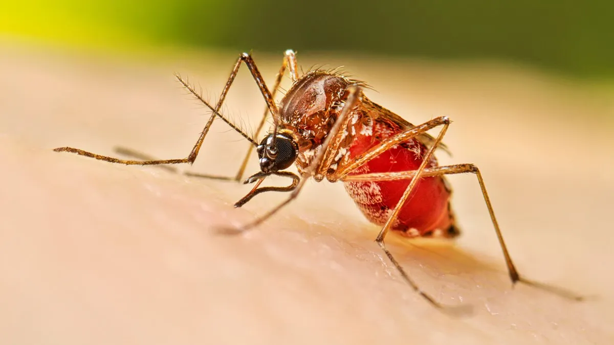 RD se sitúa entre los países con menor incidencia de dengue en la región, según Salud Pública