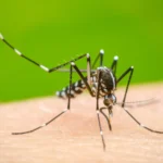 Salud Pública refuerza operativos contra el dengue; La Altagracia lidera los casos