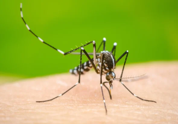 Salud Pública refuerza operativos contra el dengue; La Altagracia lidera los casos