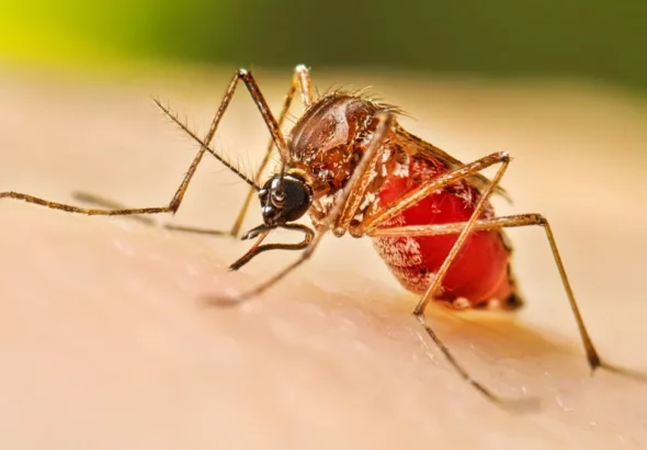 La Altagracia pasa de siete a 120 casos confirmados de dengue
